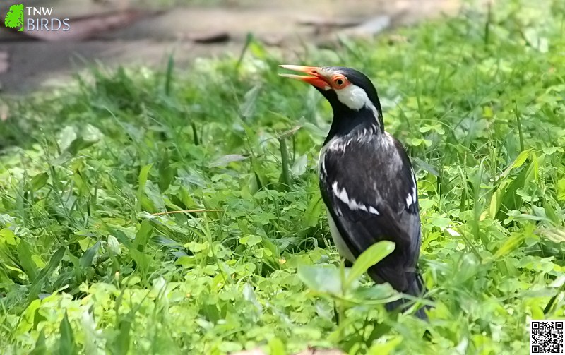 Asian Pied Starling